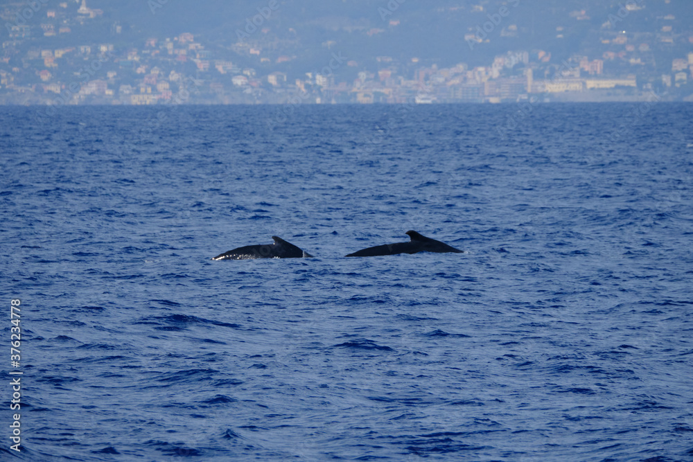 Very rare (for the Mediterranean Sea) family (mother and son) of Humpback whale in Ligurian sea, in front of Genoa, Italy Very rare (for the Mediterranean Sea) family (mother and son) of Humpback whale in Ligurian sea, in front of Genoa, Italy