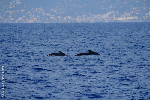 Very rare (for the Mediterranean Sea) family (mother and son) of Humpback whale in Ligurian sea, in front of Genoa, Italy  © Stefano