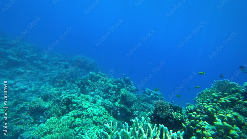 amazing coral reef amazing coral reef