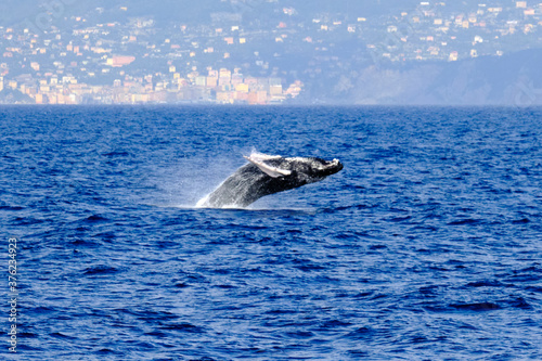 Fototapeta Naklejka Na Ścianę i Meble -  Very rare (for the Mediterranean Sea) Humpback whale jumping in Ligurian sea, in front of Genoa, Italy