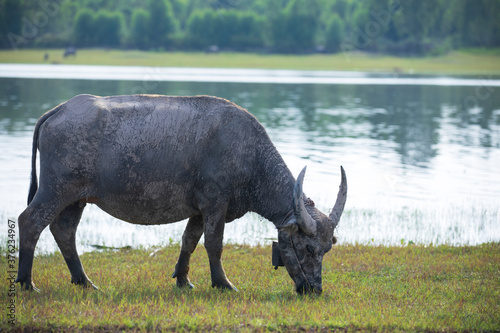 Asian buffalo eat grass at the lake. Thai buffalo portrait Thai buffalo in the countryside 