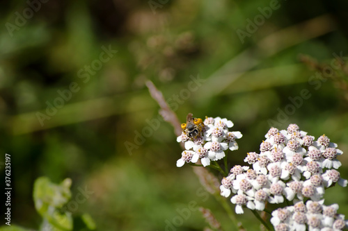 Abeja polinizando flores silvestres photo