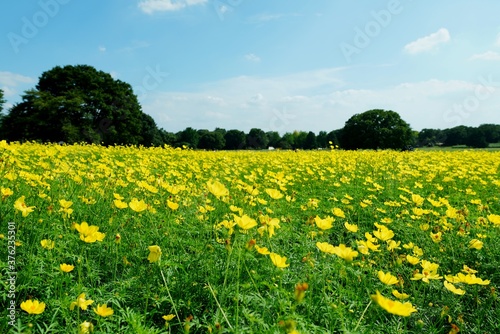 黄色い花畑