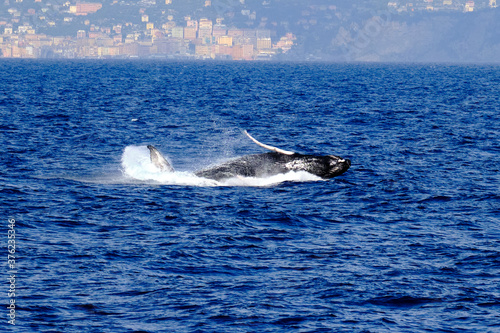Very rare  for the Mediterranean Sea  Humpback whale jumping in Ligurian sea  in front of Genoa  Italy