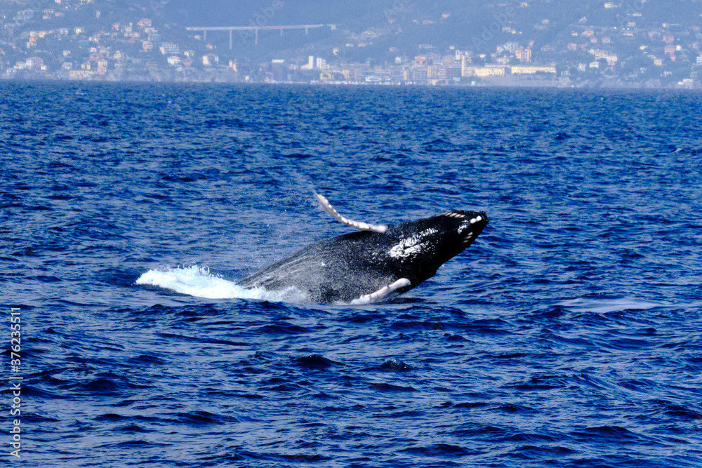 Fototapeta premium Very rare (for the Mediterranean Sea) Humpback whale jumping in Ligurian sea, in front of Genoa, Italy