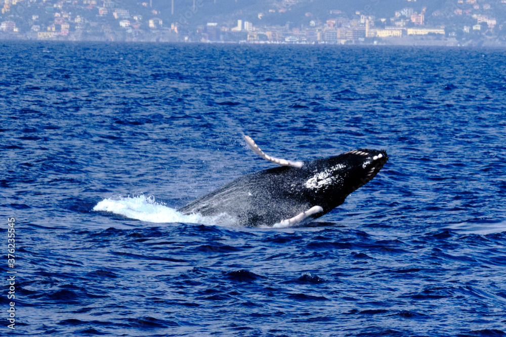 Fototapeta premium Very rare (for the Mediterranean Sea) Humpback whale jumping in Ligurian sea, in front of Genoa, Italy