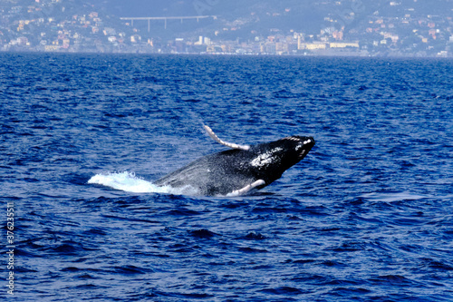 Very rare  for the Mediterranean Sea  Humpback whale jumping in Ligurian sea  in front of Genoa  Italy