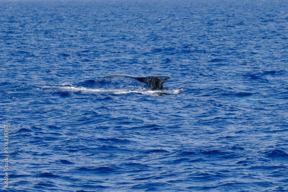 Naklejka premium Tail of a very rare (for the Mediterranean Sea) Humpback whale jumping in Ligurian sea, in front of Genoa, Italy