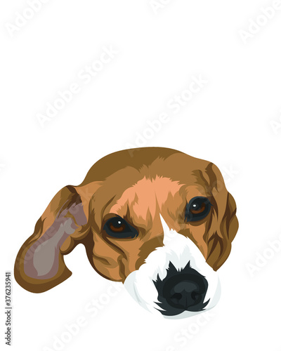 english bulldog puppy