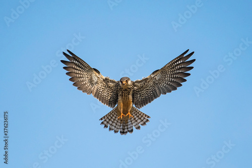 Amur Falcon 