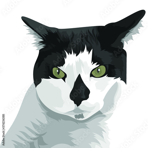 potrait of cat