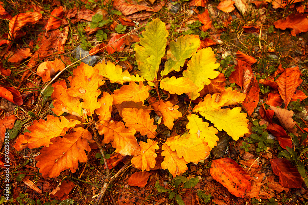 Herbstblätter Herbstblätter