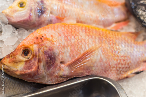 Closeup of Red Tilapia in ice at the fish section of a supermarket. A strain of Tilapia. photo