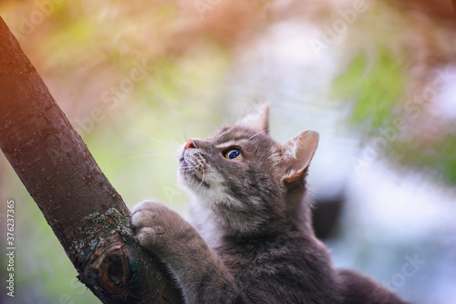 cute striped a cat sits in a may Sunny garden on a tree and looks up