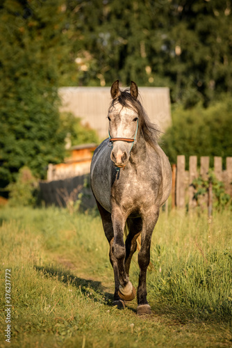 a young horse gallops across the field