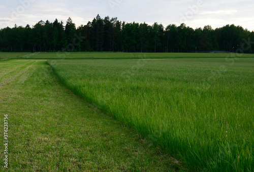 half mown green grass field