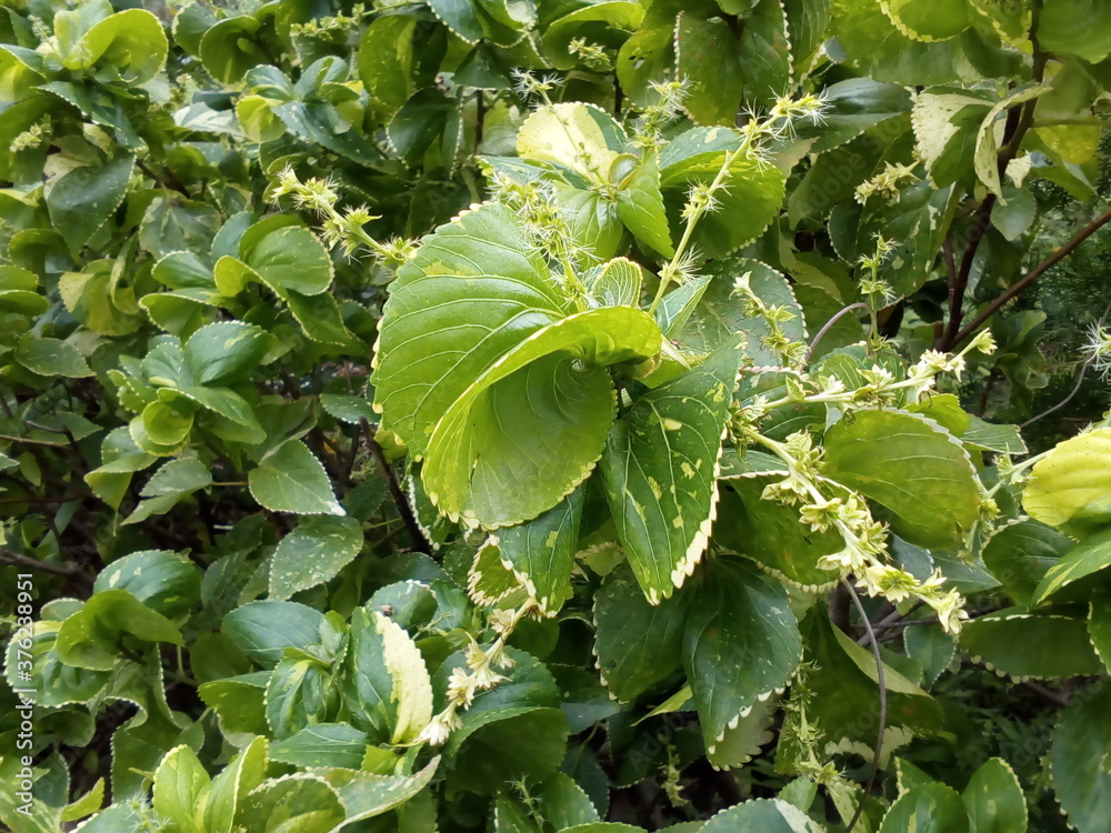 Obraz premium Beautiful plants with round, curved and green leaves