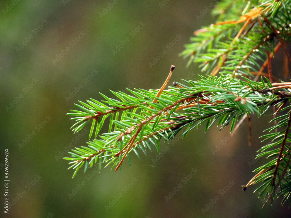 close up of pine needles close up of pine needles