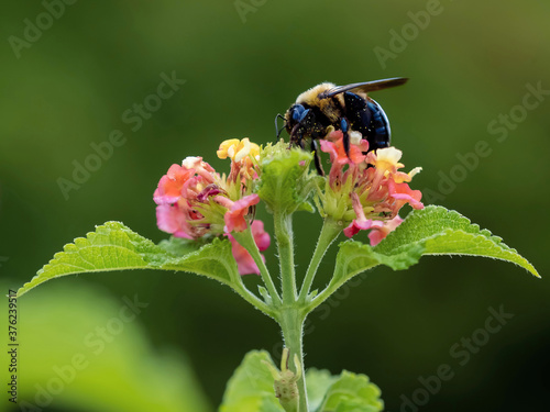 Black and yellow bumblebee pollinating a orange, pink and yellow flower bloom on a tree with a soft green background. Wildlife insects in nature.