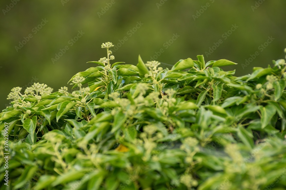 close up of rosemary