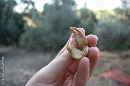 Parts of a dead italian freshwater crab (Potamon fluviatile) held in hand photo