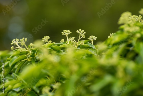 close up of herbs © venars.original