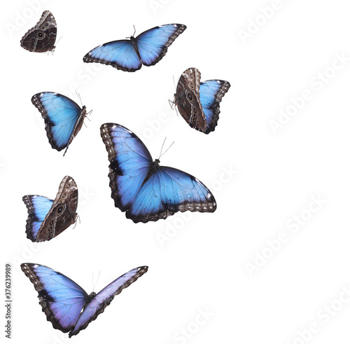 Fotografia, Obraz Amazing common morpho butterflies flying on white background