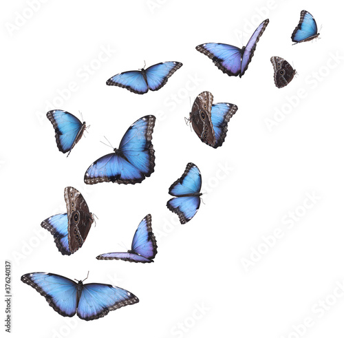 Valokuvatapetti Amazing common morpho butterflies flying on white background
