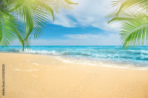 Sandy beach with palms near ocean on sunny day © New Africa