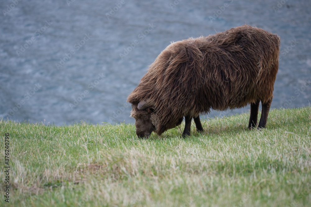 ram on the grass in the mountains ram on the grass in the mountains