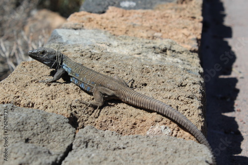 lizard on the rock