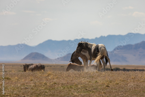 Wild Horse Stallions Fighting in the Utah Desert