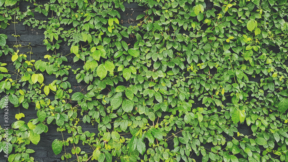 Green leaves pattern wall for background in garden park. Natural wallpaper, Beauty of Nature and Detail of natural concept Green leaves pattern wall for background in garden park. Natural wallpaper, Beauty of Nature and Detail of natural concept