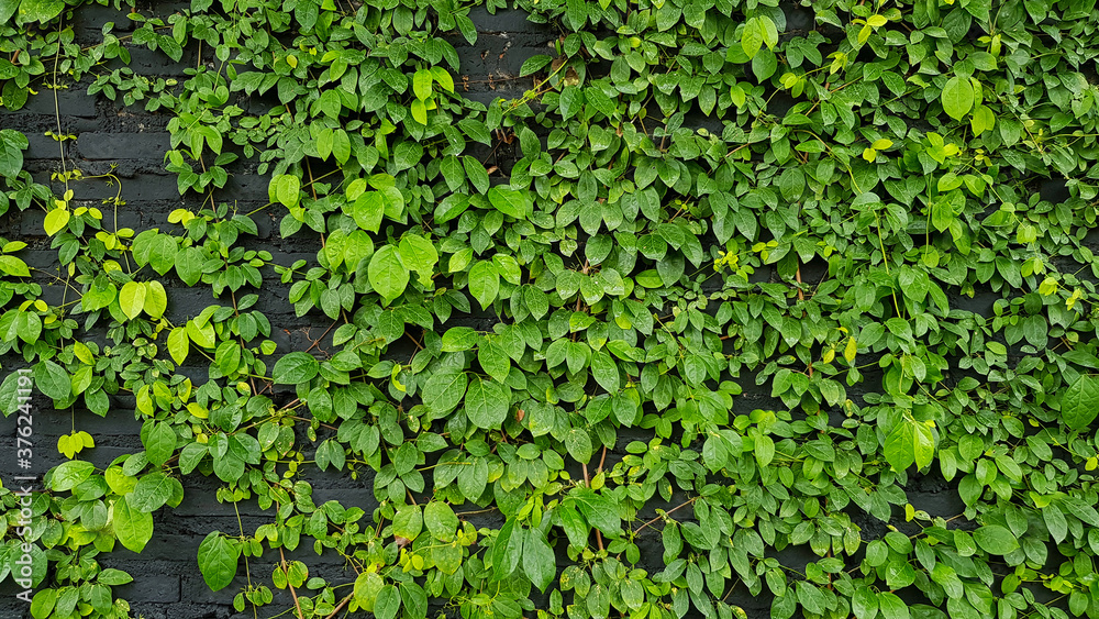 Green leaves pattern, vine and creeping plant growth on wall for background in garden park. Natural wallpaper, Beauty of Nature concept Green leaves pattern, vine and creeping plant growth on wall for background in garden park. Natural wallpaper, Beauty of Nature concept
