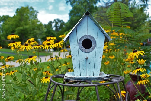 Blue decretive birdhouse surrounded by black eyed Susan flowers photo