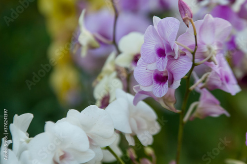 close up of a flower