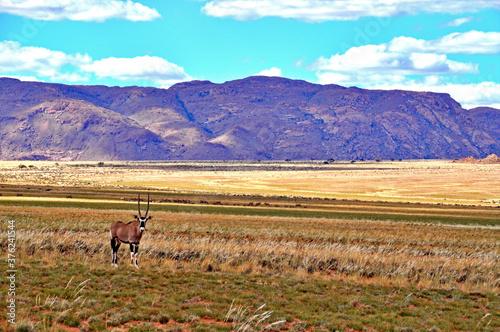 Einsame Oryx-Antilope in der Namib 