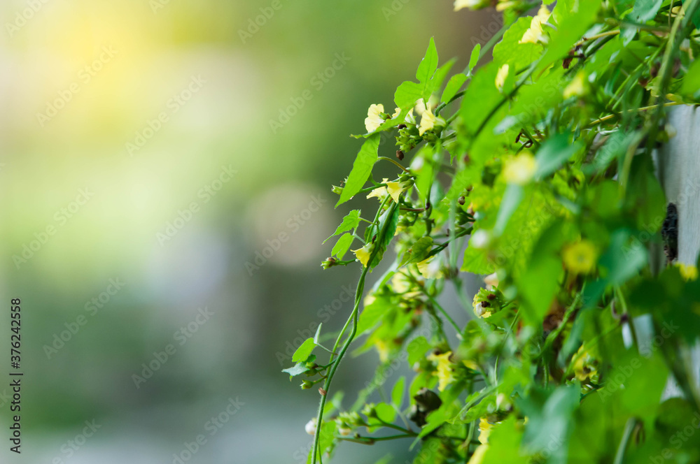green leaves background