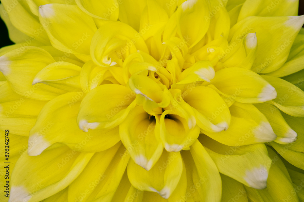 Closeup of Yellow Dahlia Flower Closeup of Yellow Dahlia Flower