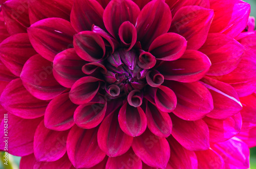 Fototapeta Naklejka Na Ścianę i Meble -  Closeup of maroon pink dahlia flower