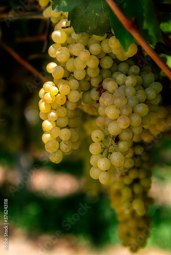 Grapes waiting for the grape harvest,Salihli,Manisa,Turkey