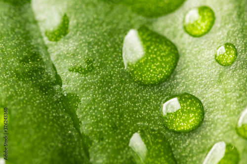 Macro water drops of transparent rain on green leaf. Beautiful natural environment background