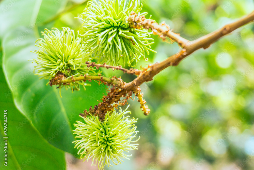 Close up of rambutan from green rambutan trees and blur image of bokeh leaf rambutan tree green color background. Close up of rambutan from green rambutan trees and blur image of bokeh leaf rambutan tree green color background.