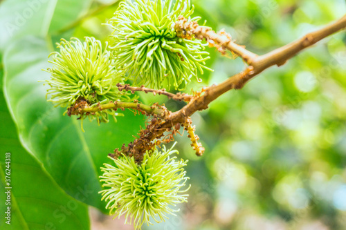 Close up of rambutan from green rambutan trees and blur image of bokeh leaf rambutan tree green color background.