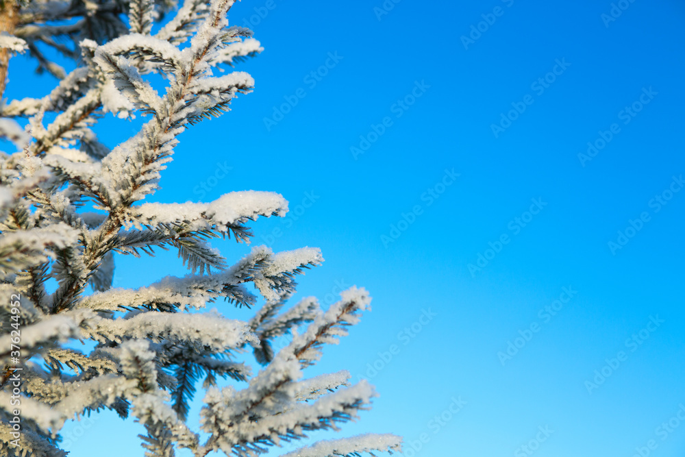 Tops and crowns of fir trees covered with snow against the blue sky, frozen spruce in the forest sky background Tops and crowns of fir trees covered with snow against the blue sky, frozen spruce in the forest sky background