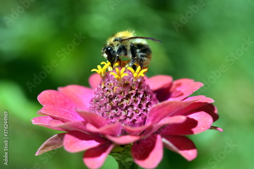 Biene auf einer Zinnienblüte © christiane65