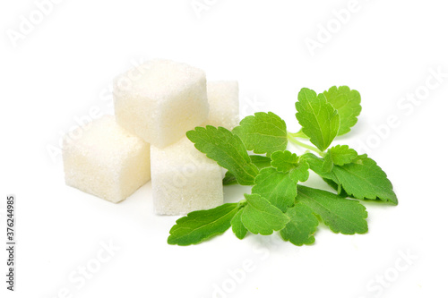 Close-up of fresh Stevia leaves (Stevia rebaudiana Bertoni) with white sugar cubes isolated on white background.