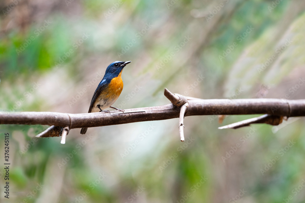 Chinese Blue Flycatcher Chinese Blue Flycatcher