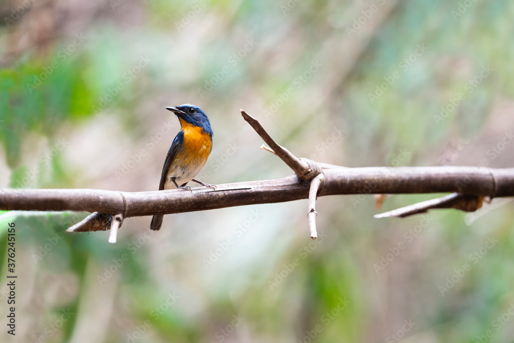 Chinese Blue Flycatcher