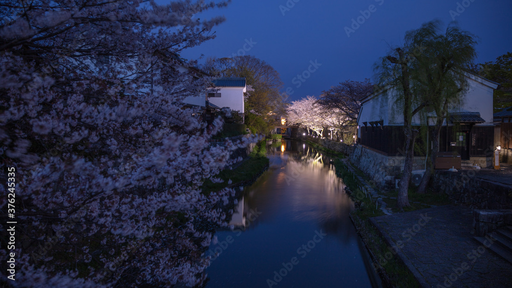 滋賀県 近江八幡 八幡堀 桜 滋賀県 近江八幡 八幡堀 桜